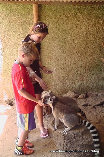 Castellar_Zoo_lemurs