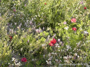 Wild flowers in Manilva in spring